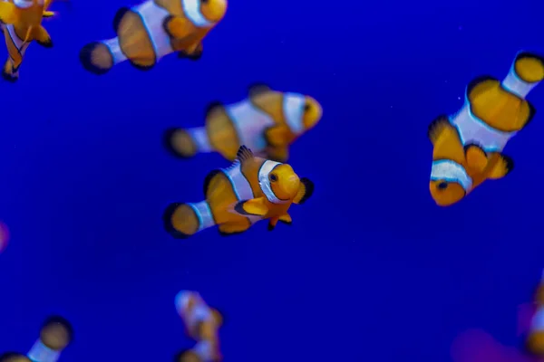 Clownfish Community Aquarium Corals Anemones High Quality Photo — ストック写真