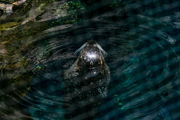 Phoca Vitulina Обыкновенный Тюлень Большом Зоопарке Высокое Качество Фото — стоковое фото