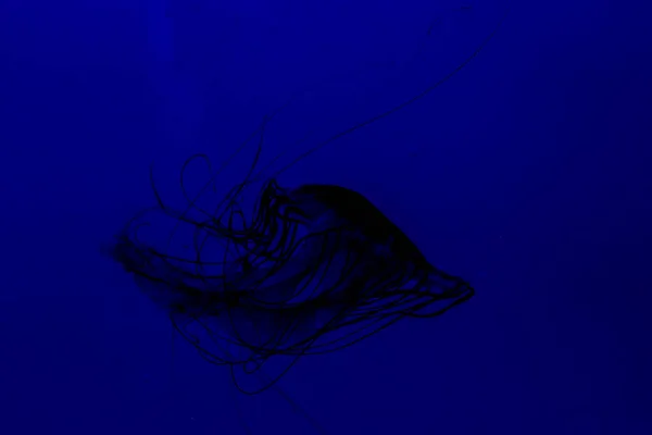 Medusa Jellyfish Photos Premium Aquarium High Quality Photo — Stock Photo, Image