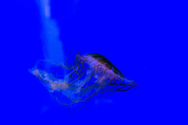 Medusa Jellyfish Photos Premium Aquarium High Quality Photo — Foto de Stock