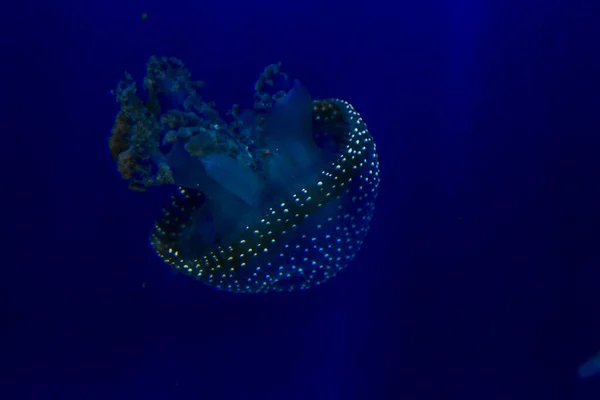 Medusa Jellyfish Photos Premium Aquarium High Quality Photo — 스톡 사진