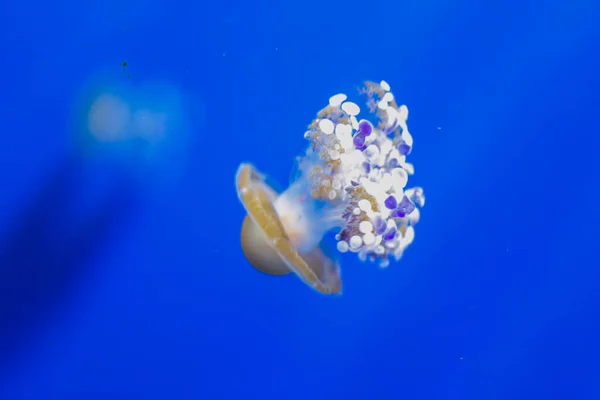 Medusa Jellyfish Photos Premium Aquarium High Quality Photo — Foto de Stock