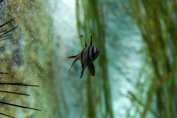 Banggai Kardinal Balığı Pterapogon Kauderni Indo Pasifik Ten Tropikal Bir — Stok fotoğraf