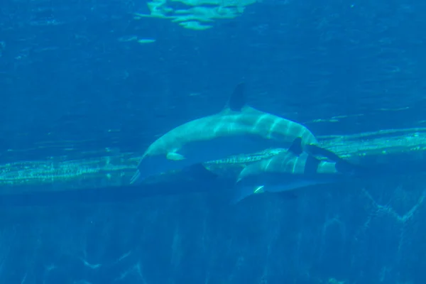 Бутленовый Дельфин Tursiops Truncatus Большой Воде Высокое Качество Фото — стоковое фото