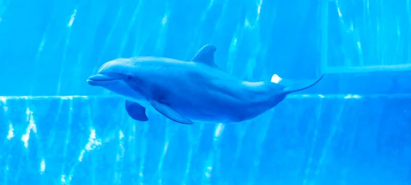 Бутленовый Дельфин Tursiops Truncatus Большой Воде Высокое Качество Фото — стоковое фото