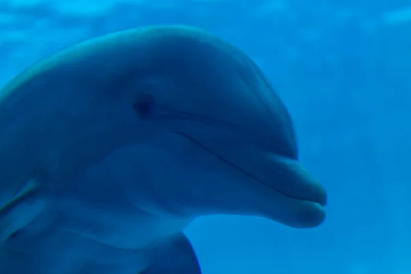 Bottlenose Dolphin Tursiops Truncatus Large Aquarium High Quality Photo — Stockfoto