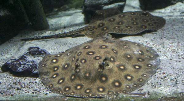 Freshwater Stingray Swims Bottom Large Aquarium High Quality Photo — Stok fotoğraf