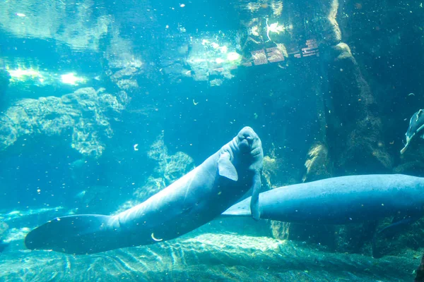 大型亚马逊水族馆的海牛 高质量的照片 — 图库照片