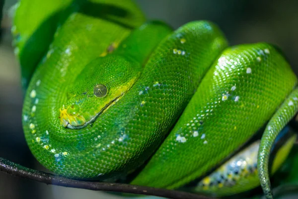 Corallus Caninus Emerald Boa Enrolado Ramo Foto Alta Qualidade — Fotografia de Stock