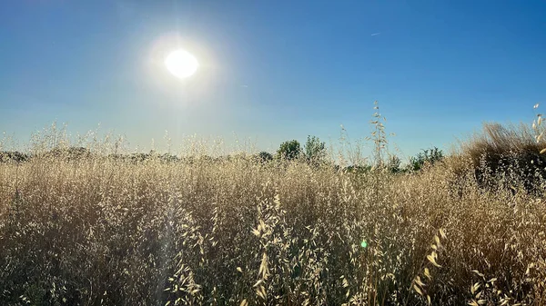 Reifes Weizenfeld Bei Sonnenuntergang Hochwertiges Foto — Stockfoto