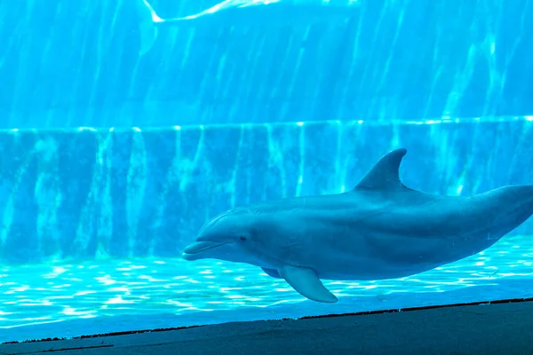 Bottlenose Dolphin Tursiops Truncatus Large Aquarium High Quality Photo —  Fotos de Stock