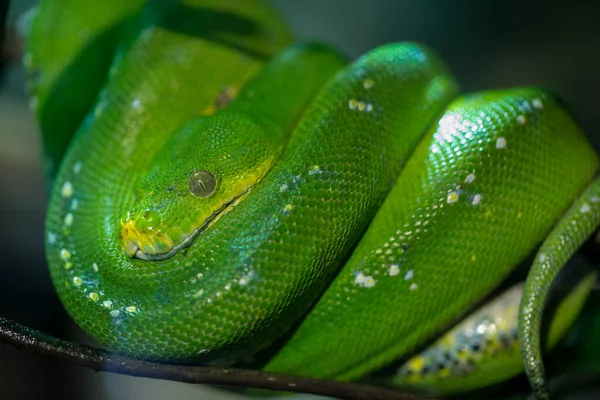 Corallus Caninus Emerald Boa Rolled Branch High Quality Photo — стоковое фото