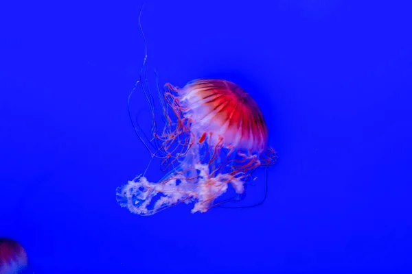 Medusa Jellyfish Photos Premium Aquarium High Quality Photo — Stockfoto