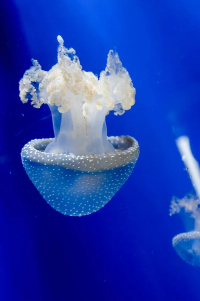 Medusa Jellyfish Photos Premium Aquarium High Quality Photo — Stock Fotó