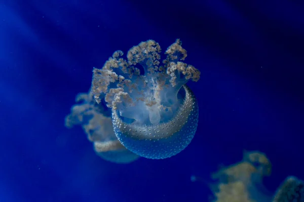 Medusa Jellyfish Photos Premium Aquarium High Quality Photo — Fotografia de Stock