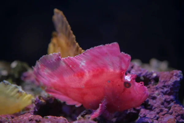 Рожева Риба Листя Скорпіона Акваріумі Високоякісна Фотографія — стокове фото