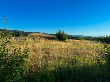 Gün batımında olgunlaşmış buğday tarlası. Yüksek kalite fotoğraf