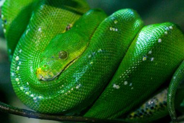 Corallus caninus zümrüt boa bir dala sarılmış. Yüksek kalite fotoğraf