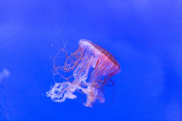 Medusa Jellyfish Photos Premium Aquarium High Quality Photo — Stockfoto