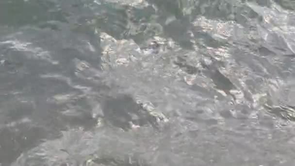Rhizostoma Pulmo Sea Lung Riva Mare Toscana Liguria Italia Filmati — Video Stock