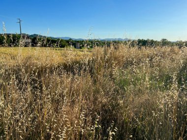 Batan güneşin kuruttuğu çimen sapları. Yüksek kalite fotoğraf