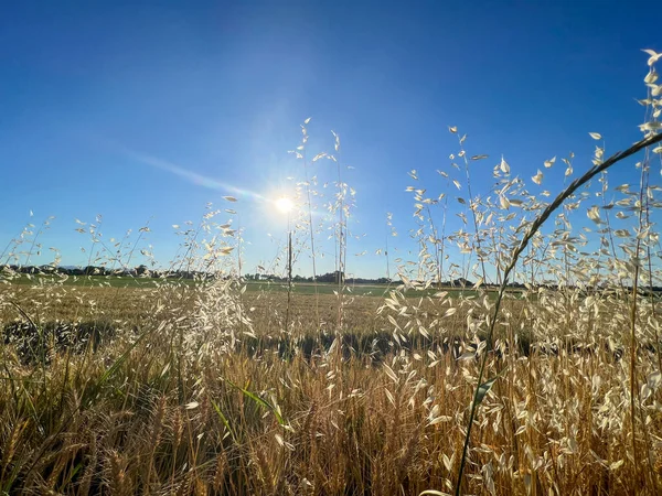 stalks of grass dried by the setting sun. High quality photo