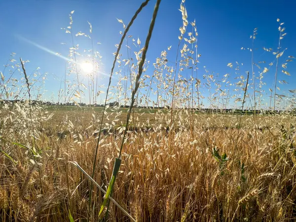 Stalks Grass Dried Setting Sun High Quality Photo — Zdjęcie stockowe