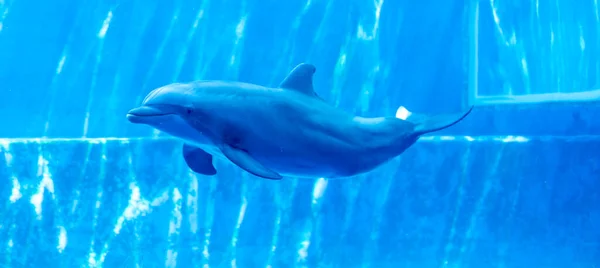 Bottlenose Dolphin Tursiops Truncatus Large Aquarium High Quality Photo — Stock Photo, Image