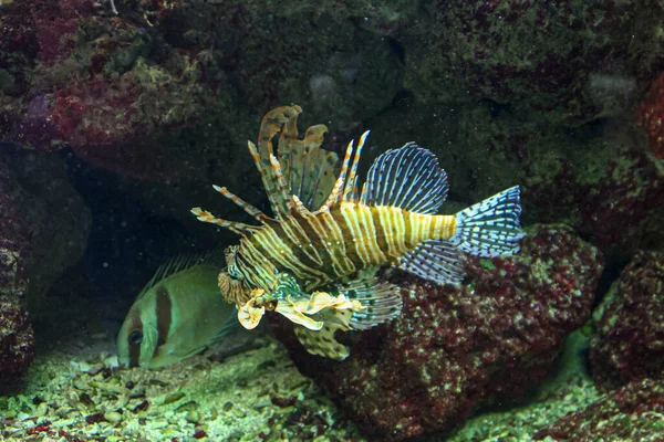 Akvaryumda Pterois Balığı Ortaya Çıkıyor Yüksek Kalite Fotoğraf — Stok fotoğraf