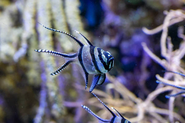 Banggai Kardinal Balığı Pterapogon Kauderni Indo Pasifik Ten Tropikal Bir — Stok fotoğraf