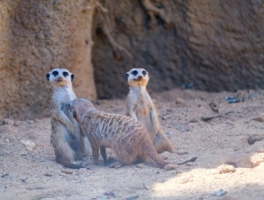 Mirketler yapay hayvanat bahçesinde oynarlar. Yüksek kalite fotoğraf