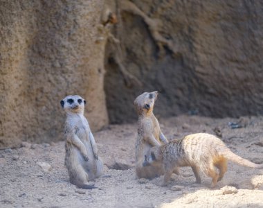Mirketler yapay hayvanat bahçesinde oynarlar. Yüksek kalite fotoğraf