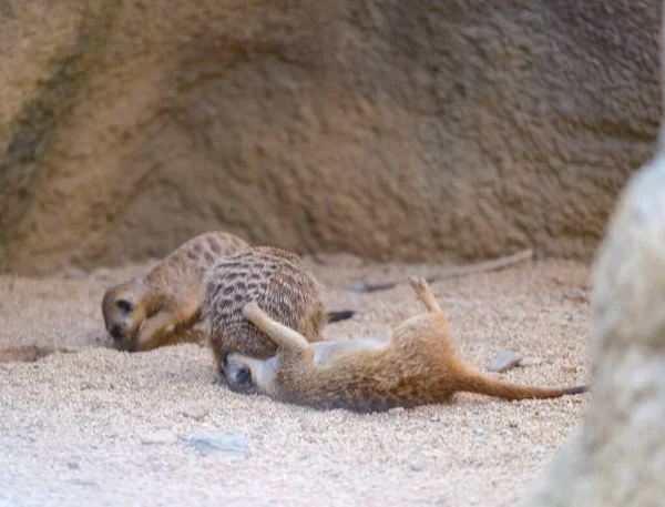 Meerkats Play Artificial Zoo Area High Quality Photo — Stock fotografie