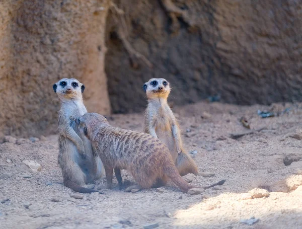 Meerkats Play Artificial Zoo Area High Quality Photo — стоковое фото