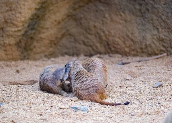 Meerkats Play Artificial Zoo Area High Quality Photo — Fotografia de Stock