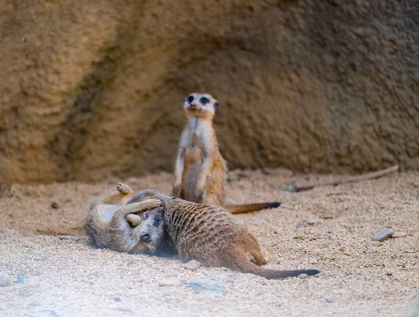 Meerkats Play Artificial Zoo Area High Quality Photo — Fotografia de Stock