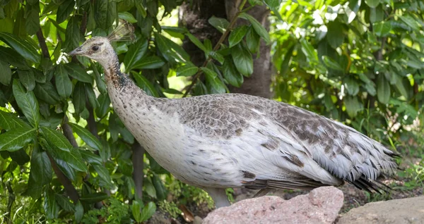 Female Peacock Garden High Quality Photo — Foto Stock