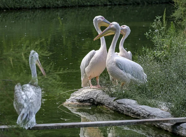 Кучерявий Пелікан Відкритому Зоопарку Високоякісна Фотографія — стокове фото