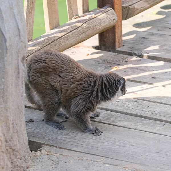 Ring Tailed Lemur Open Zoo Area High Quality Photo — Stock fotografie