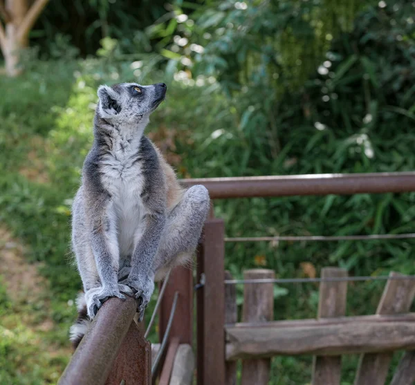Ring Tailed Lemur Open Zoo Area High Quality Photo — Stock fotografie