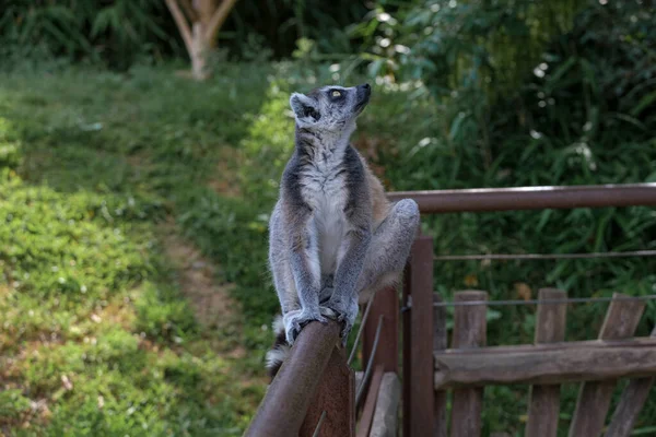 Ring Tailed Lemur Open Zoo Area High Quality Photo — стоковое фото