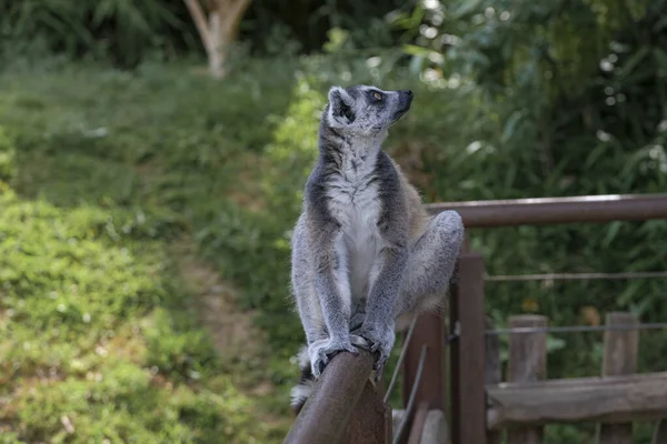 Ring Tailed Lemur Open Zoo Area High Quality Photo — Fotografia de Stock