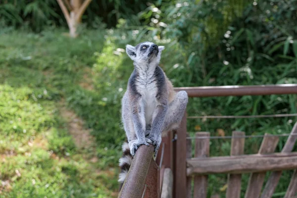Ring Tailed Lemur Open Zoo Area High Quality Photo — стоковое фото