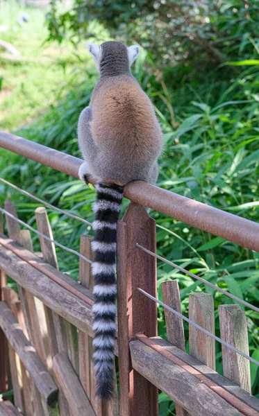 Ring Tailed Lemur Open Zoo Area High Quality Photo — Fotografia de Stock
