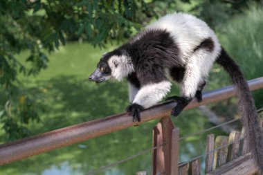 Siyah ve beyaz lemur, açık hayvanat bahçesi bölgesinde Varecia variegata çeşitlerini yakalar. Yüksek kalite fotoğraf
