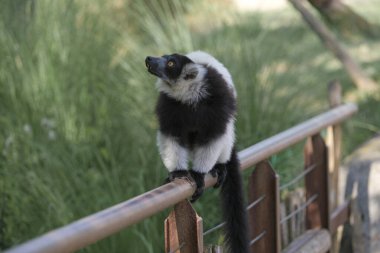 Siyah ve beyaz lemur, açık hayvanat bahçesi bölgesinde Varecia variegata çeşitlerini yakalar. Yüksek kalite fotoğraf
