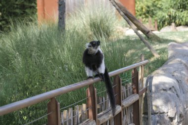 Siyah ve beyaz lemur, açık hayvanat bahçesi bölgesinde Varecia variegata çeşitlerini yakalar. Yüksek kalite fotoğraf