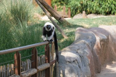 Siyah ve beyaz lemur, açık hayvanat bahçesi bölgesinde Varecia variegata çeşitlerini yakalar. Yüksek kalite fotoğraf