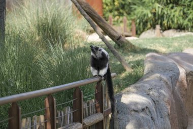 Siyah ve beyaz lemur, açık hayvanat bahçesi bölgesinde Varecia variegata çeşitlerini yakalar. Yüksek kalite fotoğraf