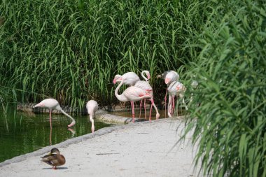 Açık hayvanat bahçesi bölgesinde pembe flamingo. Yüksek kalite fotoğraf